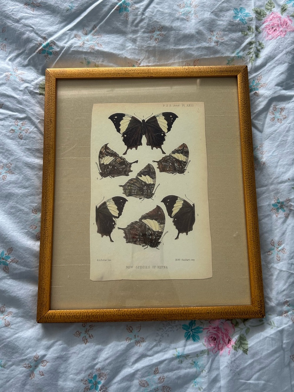 🦋 Vintage Buttefly frame 🦋
